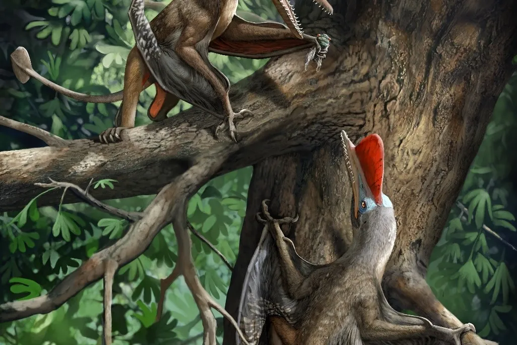 Kunpengopterus antipollicatus