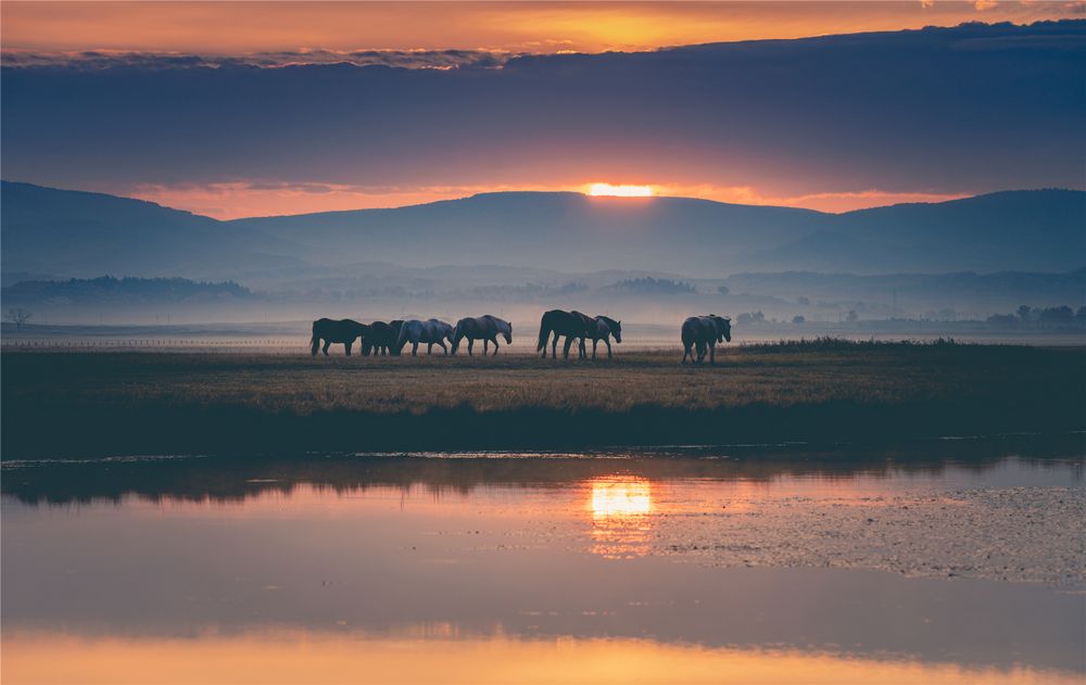 Grassland morning horse herding in China.