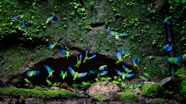 Wild parakeeets in the Ecuadorian Amazon thumbnail