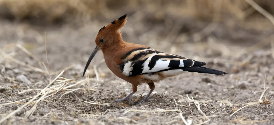 A hoopoe bird in Namibia 