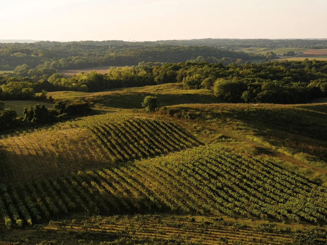 An aerial photo of sun-dappled rolling hills of TerraVox’s 14-acre vineyard, not far outside Kansas City, Missouri.