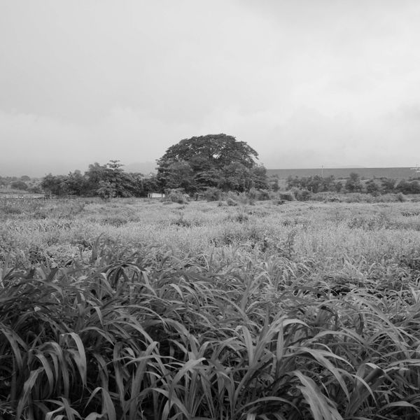 the tree across thumbnail