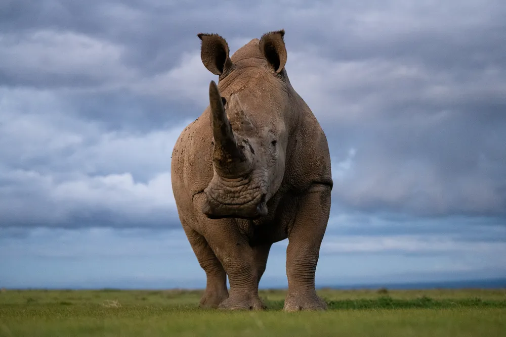 "At Eye-Level" 2
Although rhinos are huge animals, they are extremely shy by nature and avoid contact. But they are also curious and so we managed to photograph them from a very short distance, lying in a ditch. After they had inspected us sufficiently, they were apparently somewhat disappointed - just a bloody photographer - and went on their way.