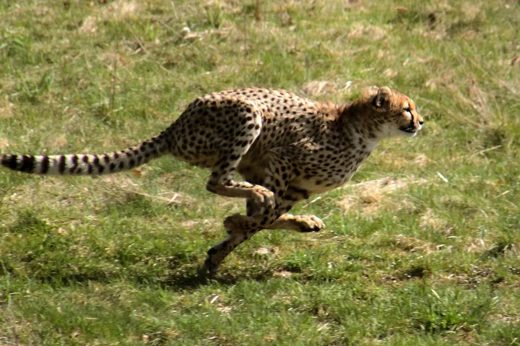 Cheetah