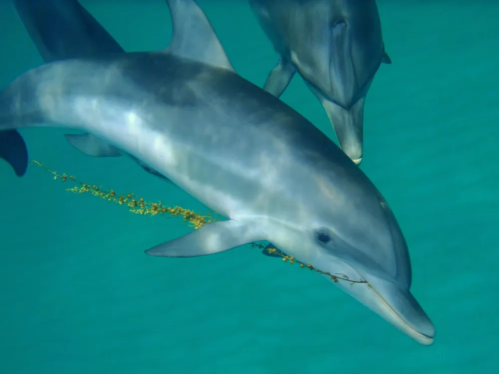 Checking the Claim: A Device That Translates Dolphin Sounds Into English