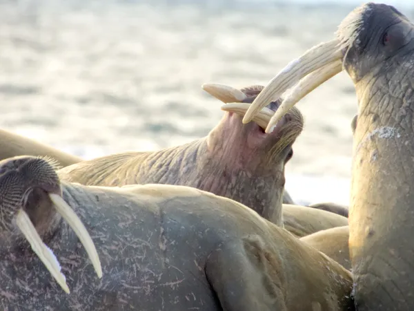 The Walruses of Moffen thumbnail