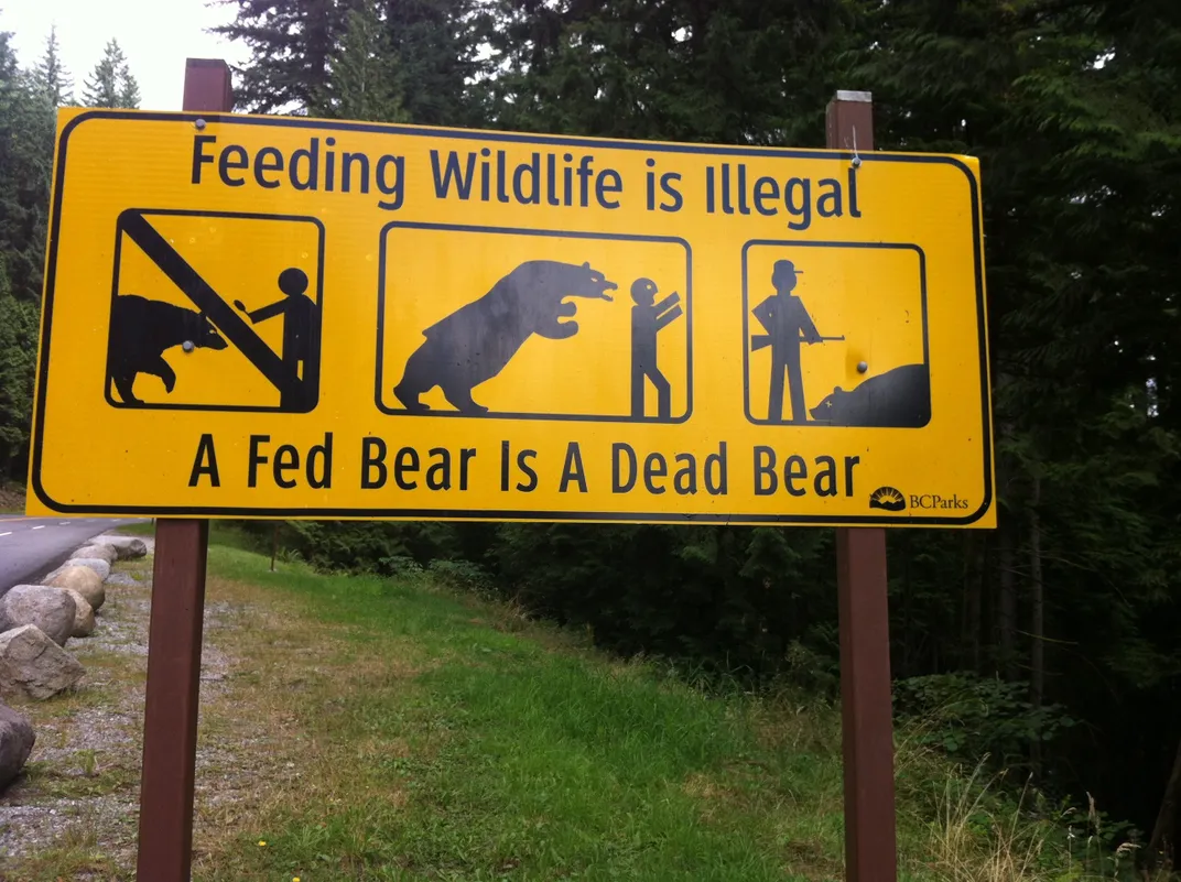 feeding wildlife illegal fed bear dead bear