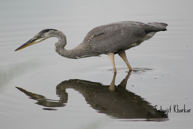 The Heron a moment before catching fish. | Smithsonian Photo Contest ...