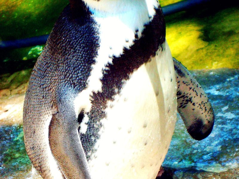 A Penguin at the St. Louis Zoo. | Smithsonian Photo Contest | Smithsonian Magazine