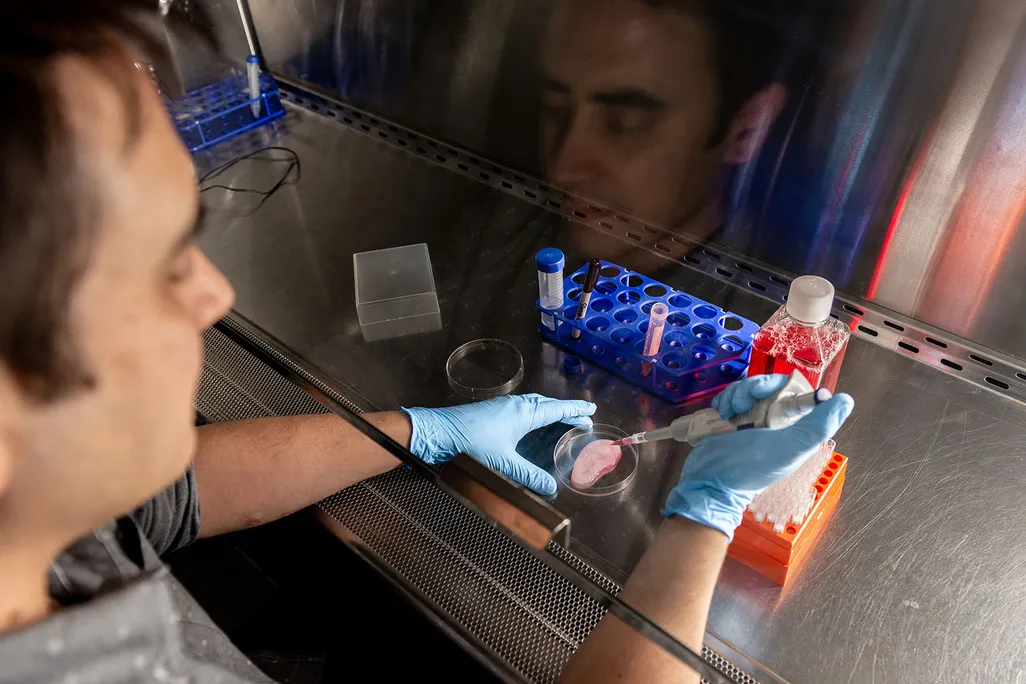 Scientist Growing Tissue In Shape of Ear Using Apple Scaffold