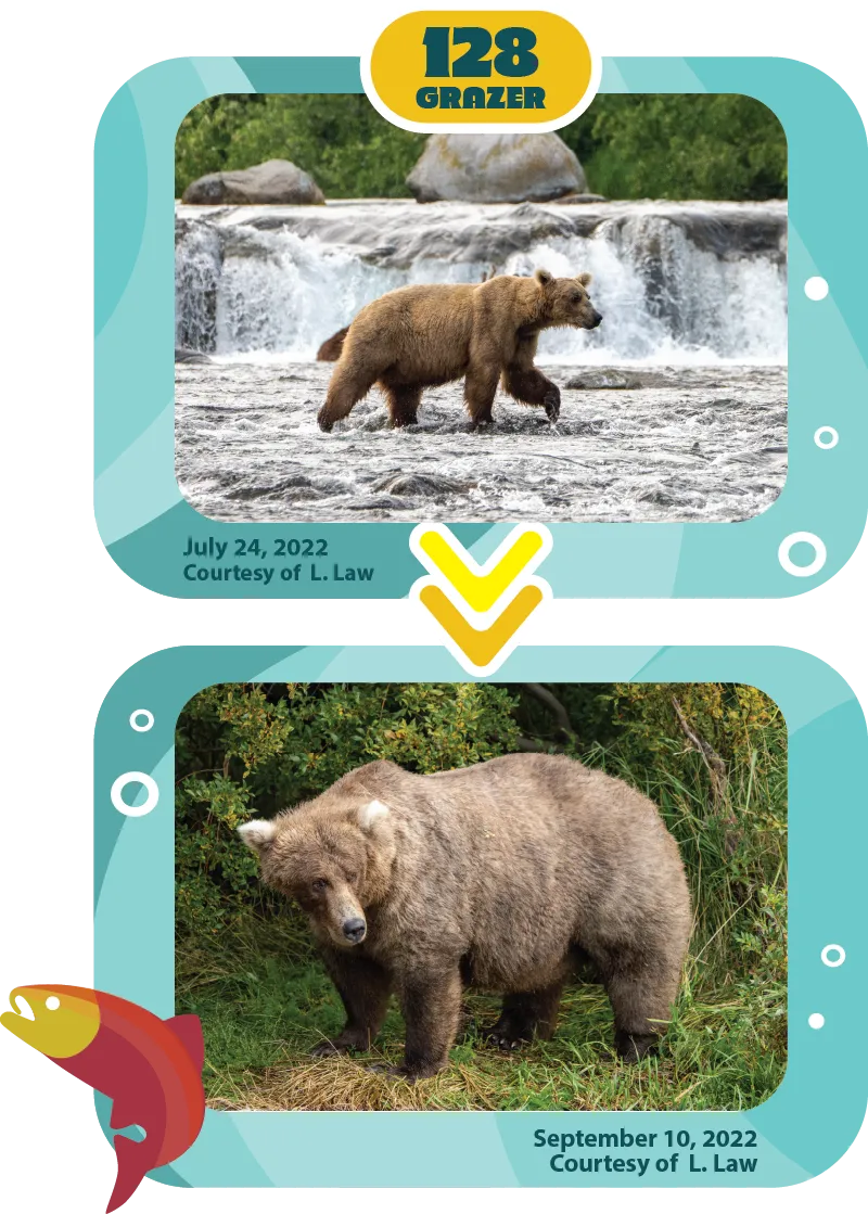 How the Bears at Alaska's Katmai National Park Became Celebrities