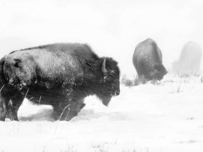 Bisons in the Storm Smithsonian Photo Contest Smithsonian Magazine