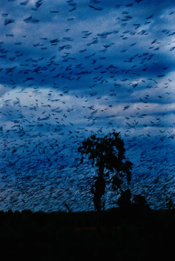 A cloud of wings thumbnail