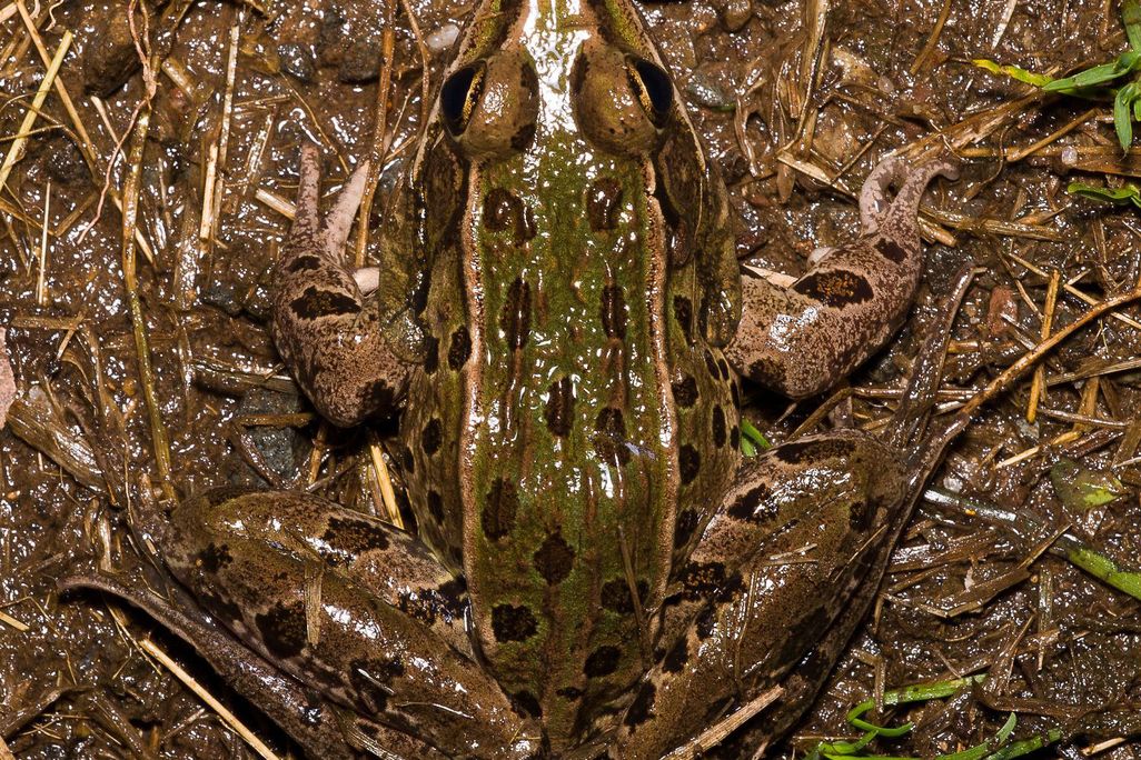 frog