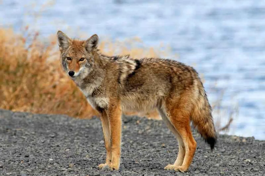 coyote