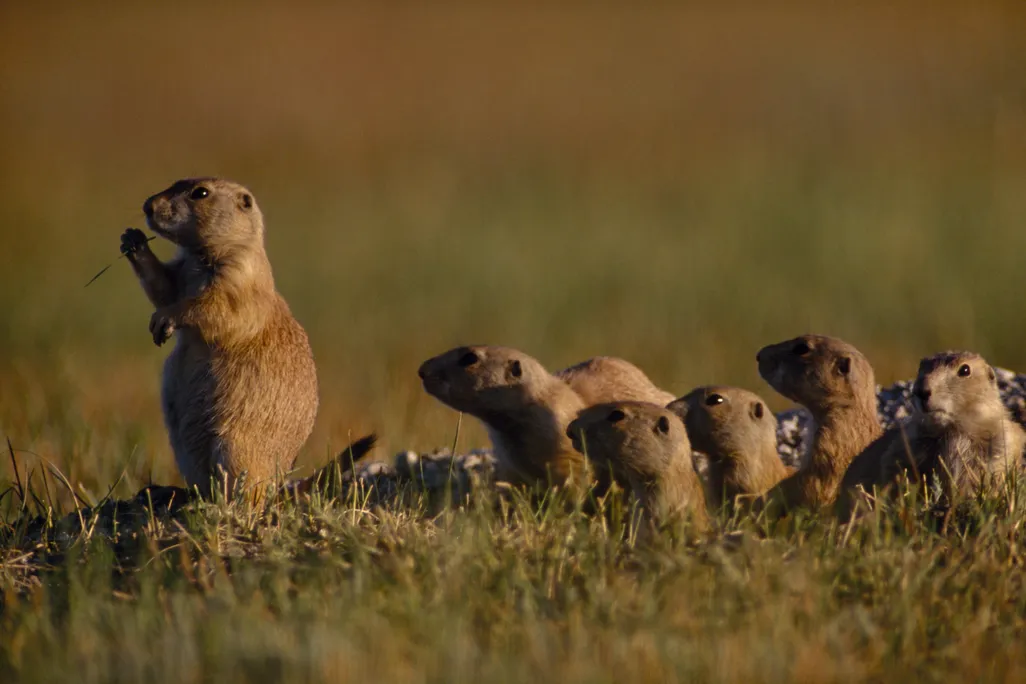 prairie dogs