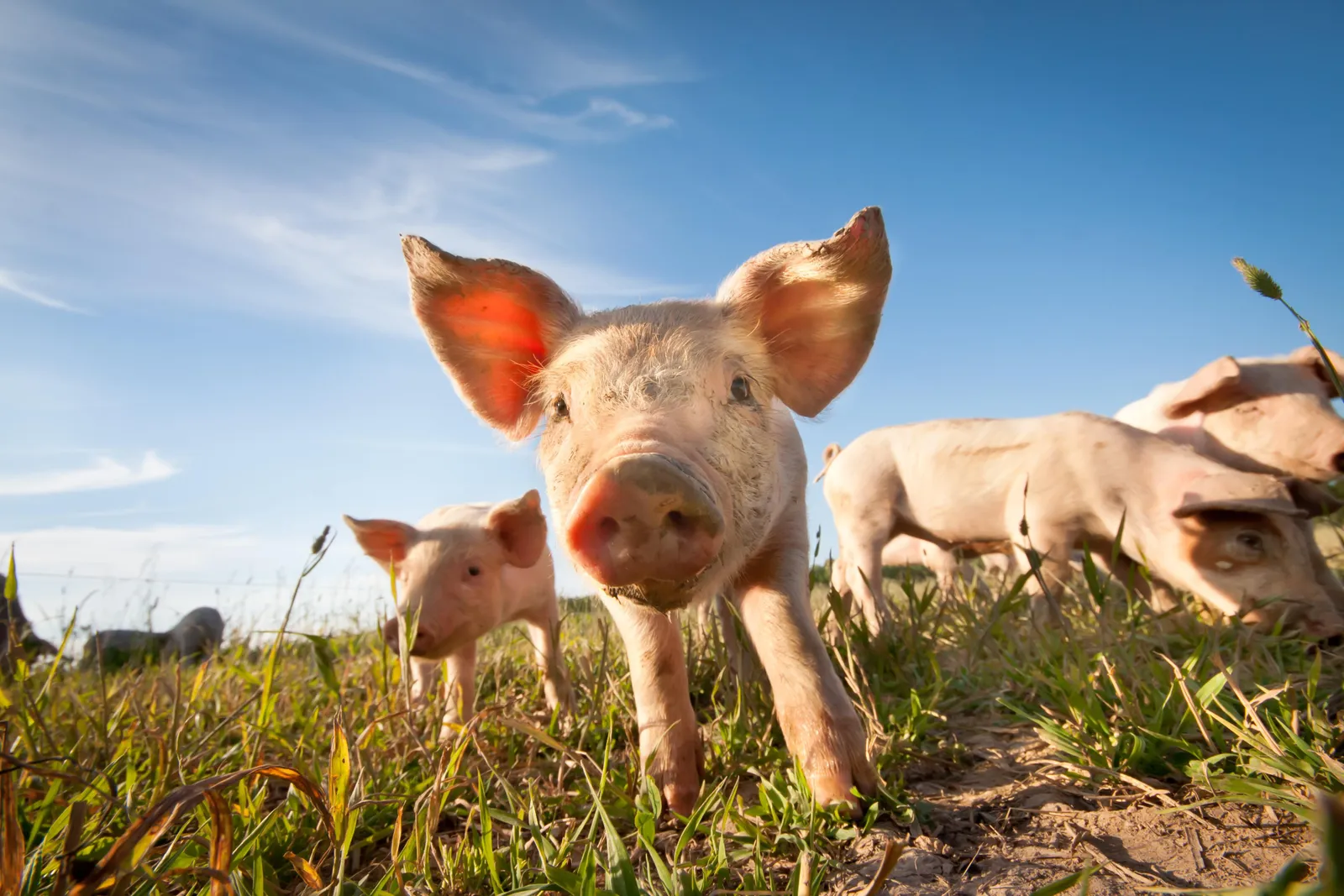 Bad News, Pet Lovers: Teacup Pigs Are a Hoax | Smart News| Smithsonian  Magazine