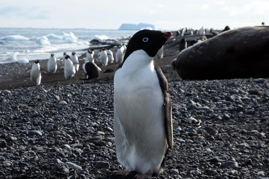 A penguin with many other penguins in the background