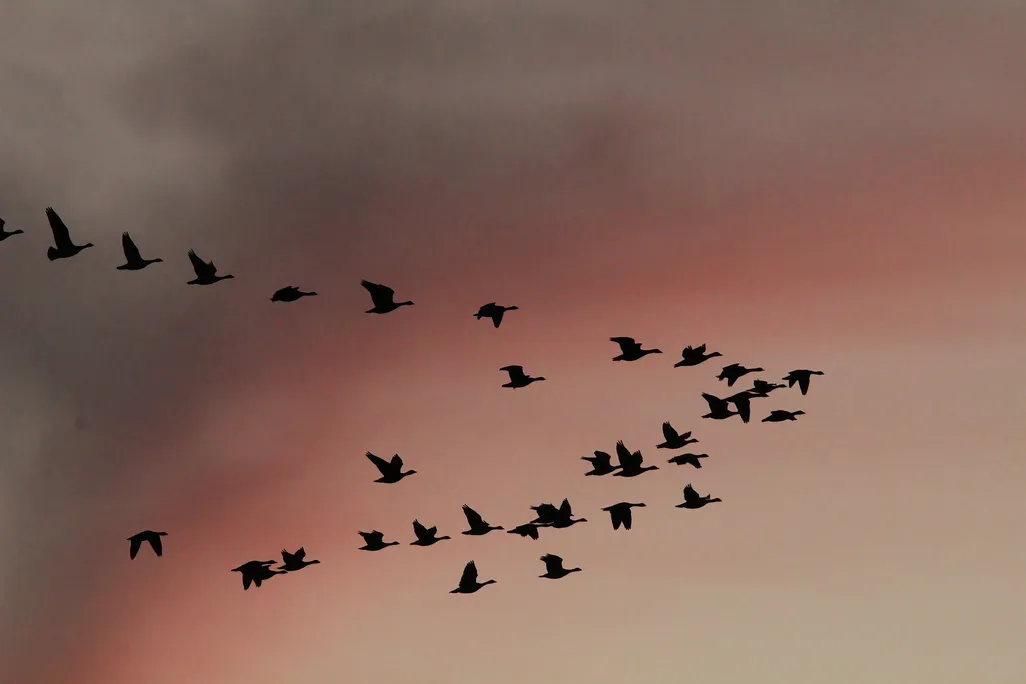 migrating waterbirds