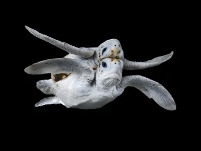 This rare leucistic green sea turtle was discovered among nests, supported by local conservation efforts, in Papua New Guinea’s Conflict Islands.