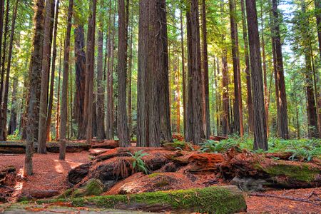 Redwood forest in California, similar to some of the terrain Josiah Gregg and his team crossed at the height of the California Gold Rush. 