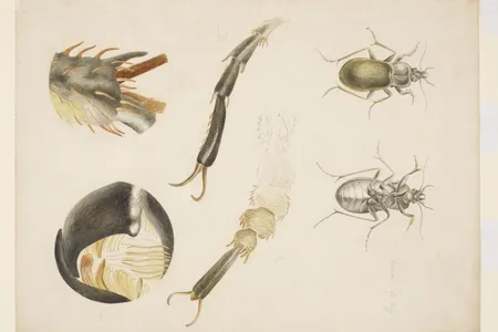 Deeply interested in the natural world, Potter would carefully collect and draw specimens.