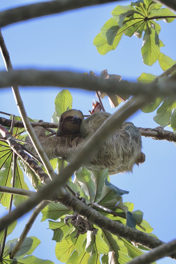 Three Toed Sloth Hanging in Costa Rica thumbnail