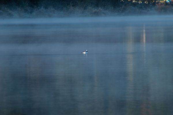 Lone Duck on a Foggy Morning thumbnail