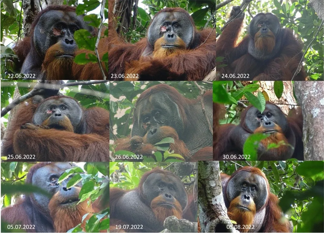 Orangutan - Figure 2
