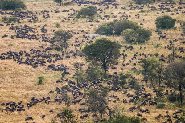 Migration in Africa thumbnail