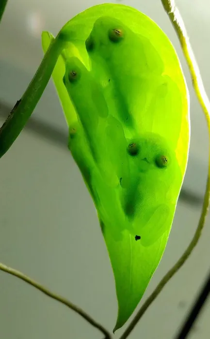 Glass frogs on a leaf