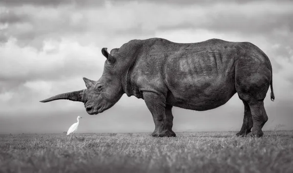 The Conversationalists: A white rhino and egret seem to be conversing thumbnail