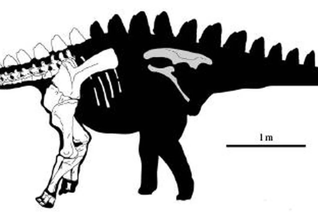 20110520083119miragaia-stegosaur-dinosaur-bones.jpg