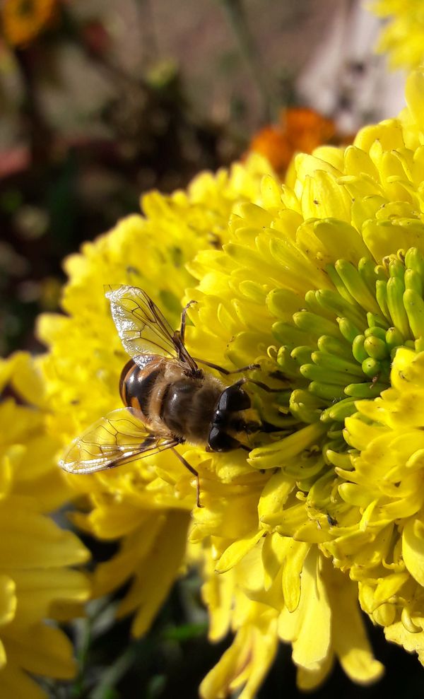 Honey bee helping the floret in pollination thumbnail