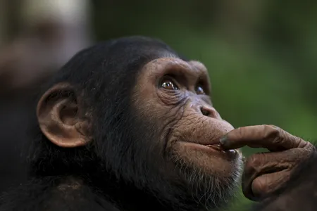 A young chimpanzee looks on during an outing to an island in the Douala-Edea National Park in Cameroon, on December 15, 2024.