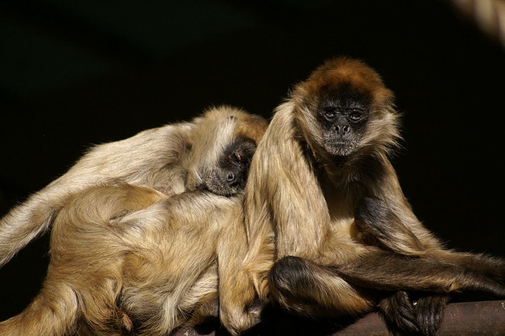 spider monkeys