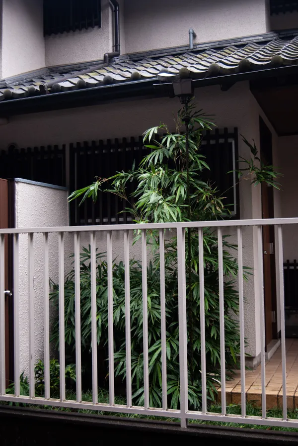 a tall green plant located behind the fence of a suburban house in Tokyo thumbnail