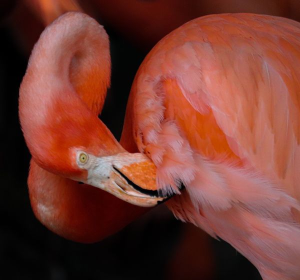 Preening flamingo thumbnail