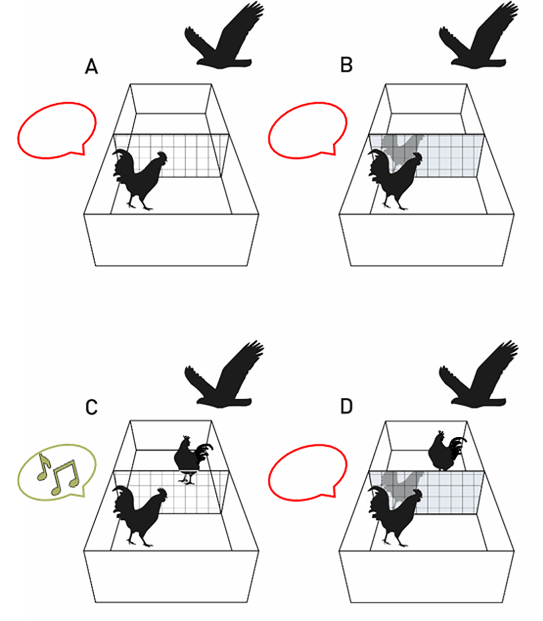 4 diagrams: A) rooster alone with hawk flying above, making no sound; B) rooster with mirror and hawk above, no sound; C) rooster with another rooster and no mirror, a hawk above, makes call; D) rooster with another it can't see behind a mirror, no sound