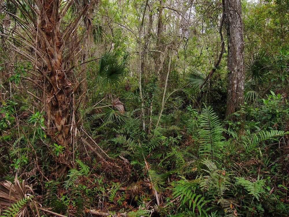 Fakahatchee Strand Preserve State Park Big Cypress Bend boardwalk