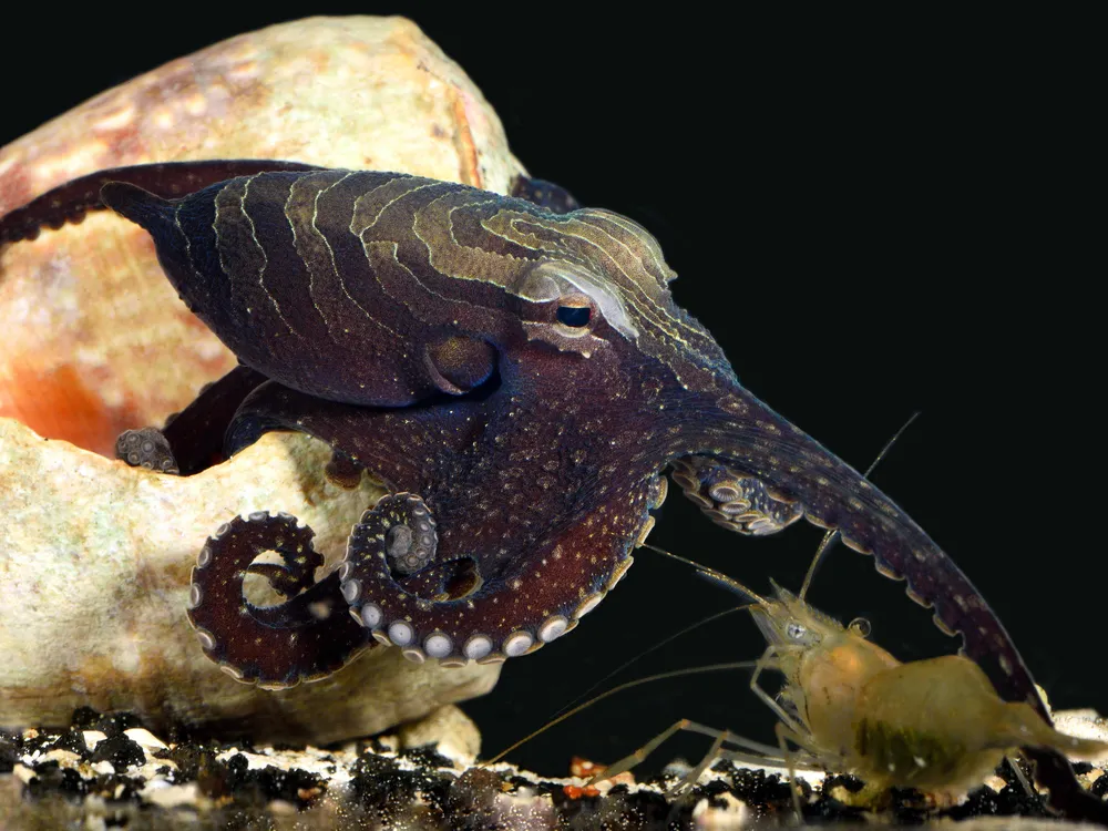 Tropical Octopus Definitely Mates Beak-to-Beak | Science| Smithsonian  Magazine