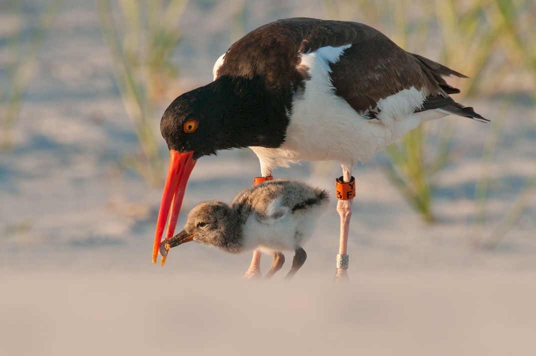 Oystercatcher food exchange Smithsonian Photo Contest Smithsonian
