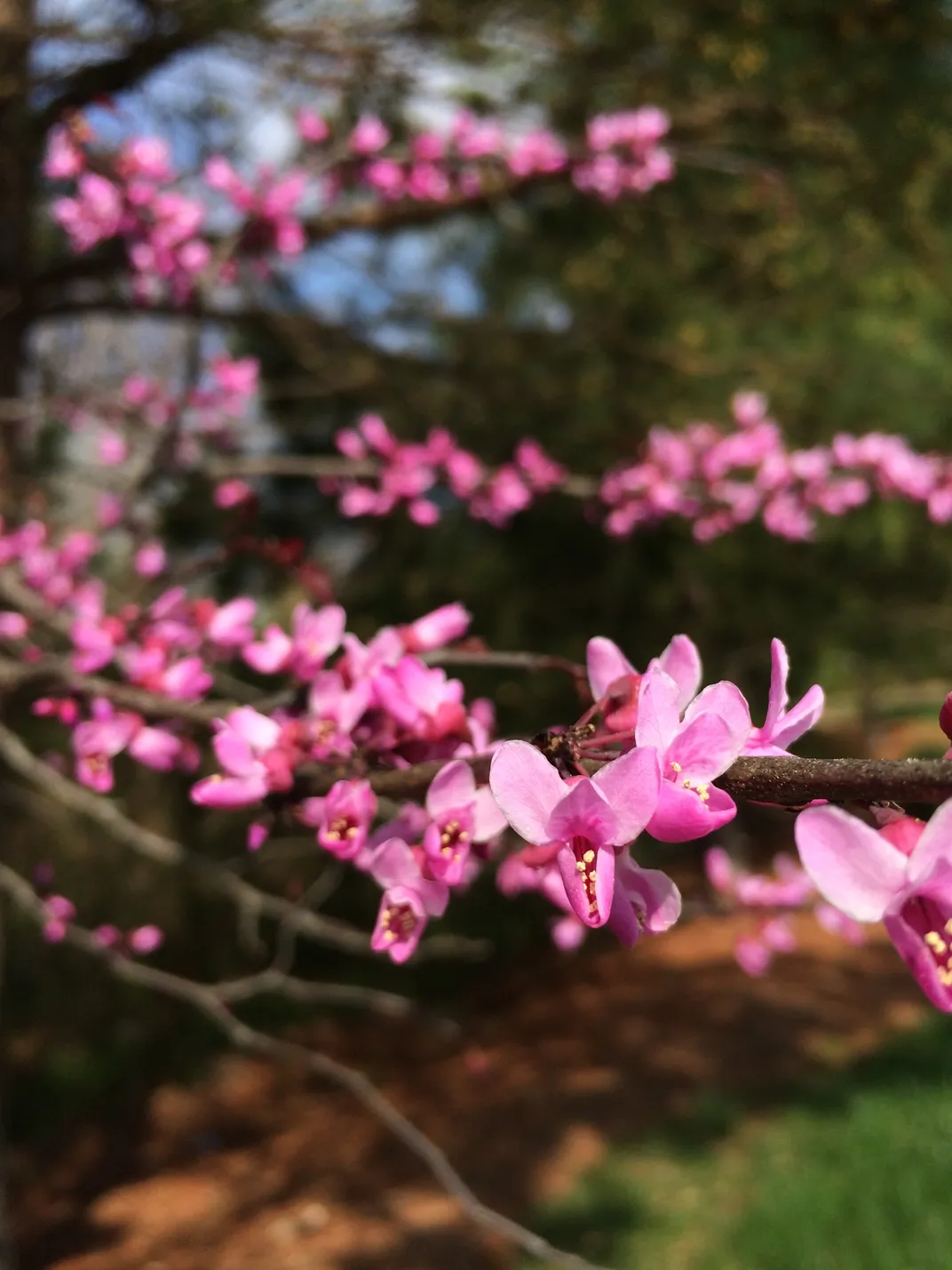 Spring Flowers Smithsonian Photo Contest Smithsonian Magazine