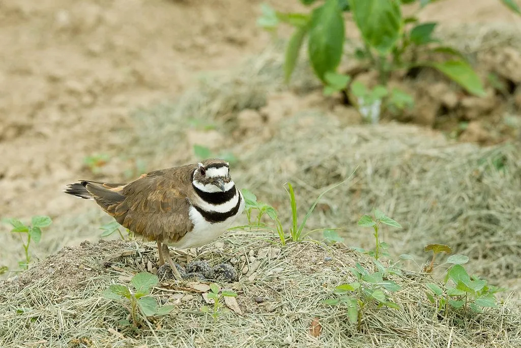 1024px-Killdeer_on_nest_(Charadrius_vociferus).jpg