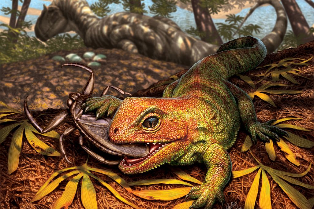 Opisthiamimus gregori