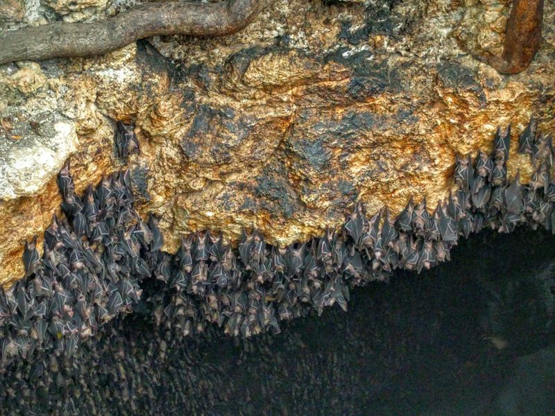 A large colony of bats in a golden cave. Smithsonian Photo Contest