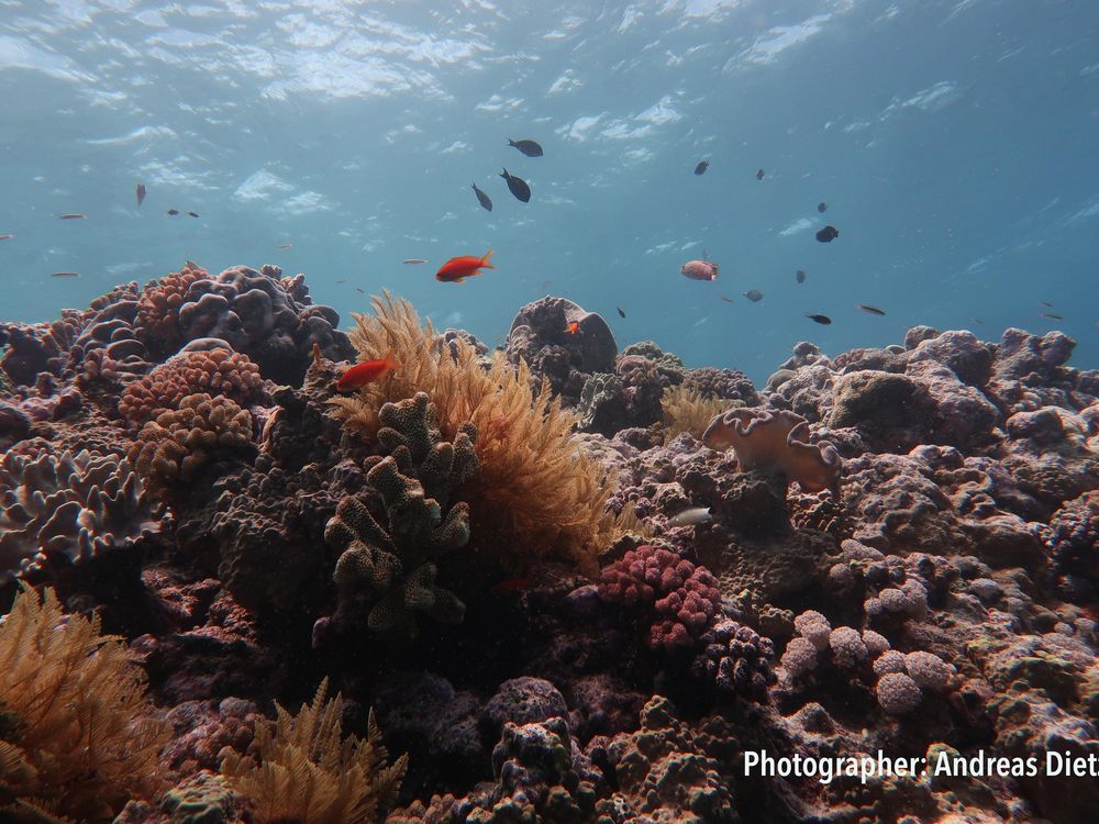 The Planet Has Lost Half of Its Coral Reefs Since 1950, Science