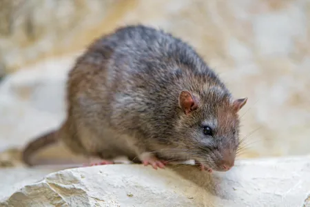 Urban rats appeared to enjoy a steady diet of high-quality food, including protein-rich meat, while rural rats struggled to get by on limited, often meat-free meals