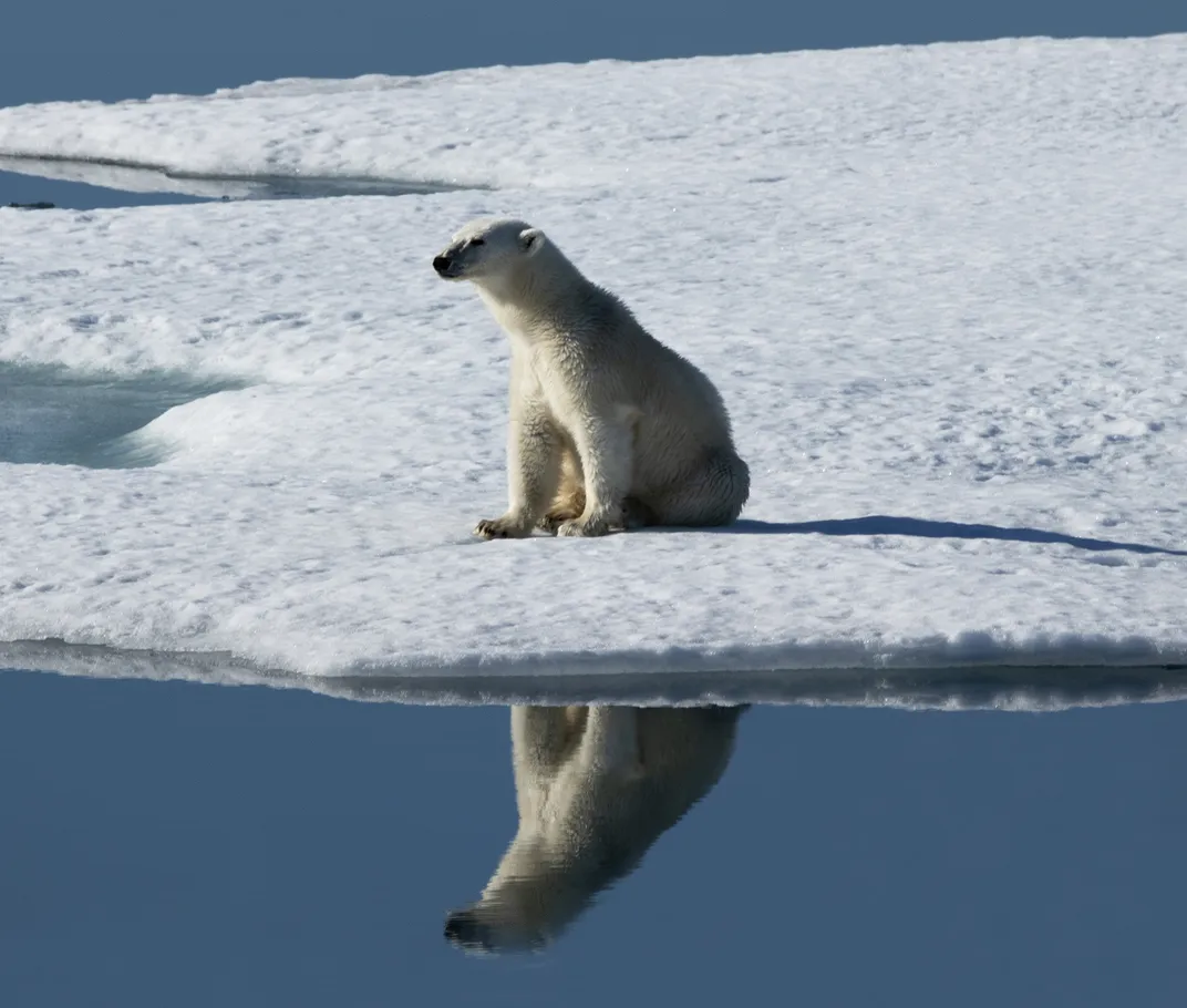 a polar bear at the edge of the ocean