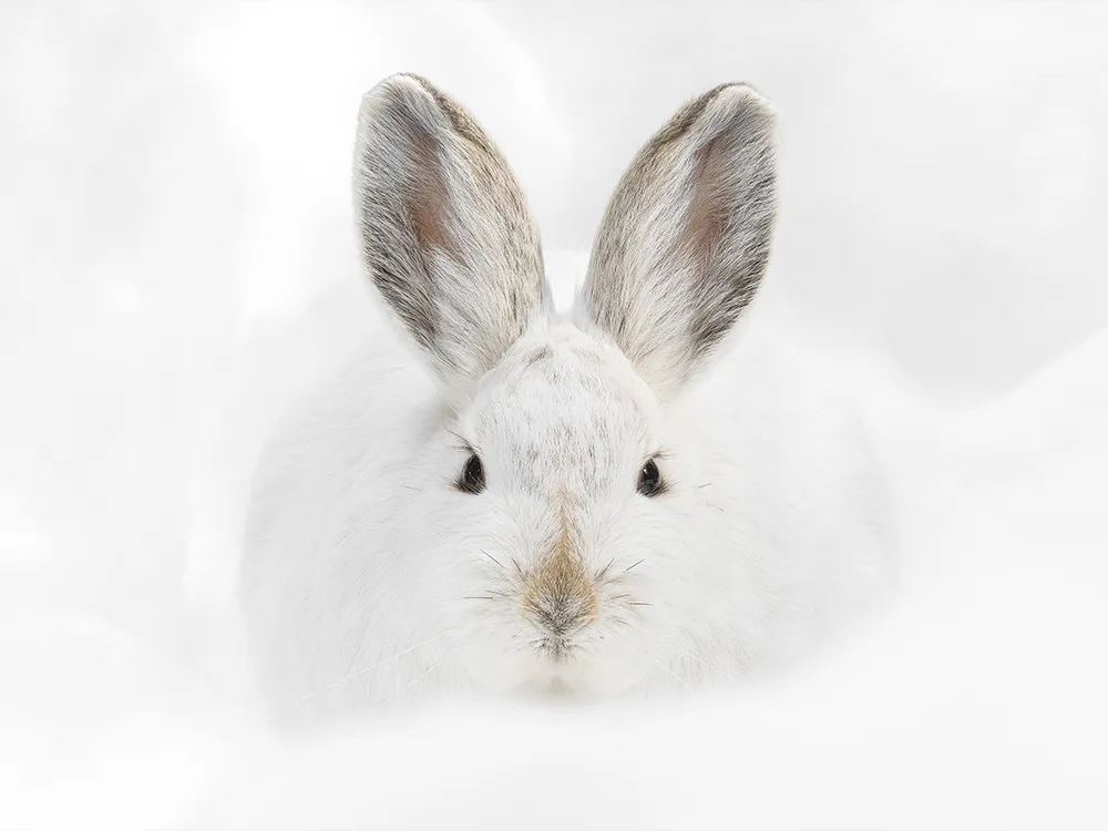 a white hare against the snow faces the lens